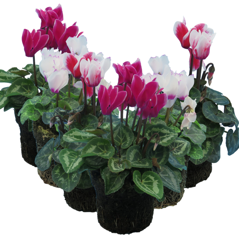 Cyclamen Flame Growers Selection - 10.5cm mix- Ready to Plant in your Garden