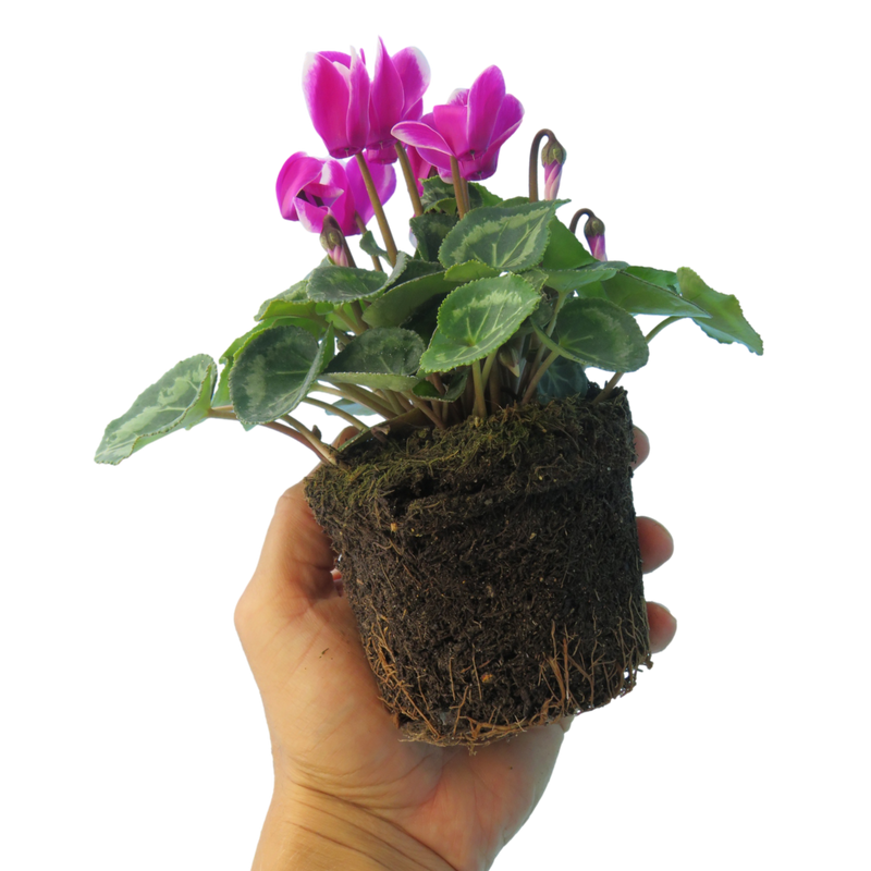Cyclamen Purple Flame, 10.5cm Ready to Plant in Your Garden