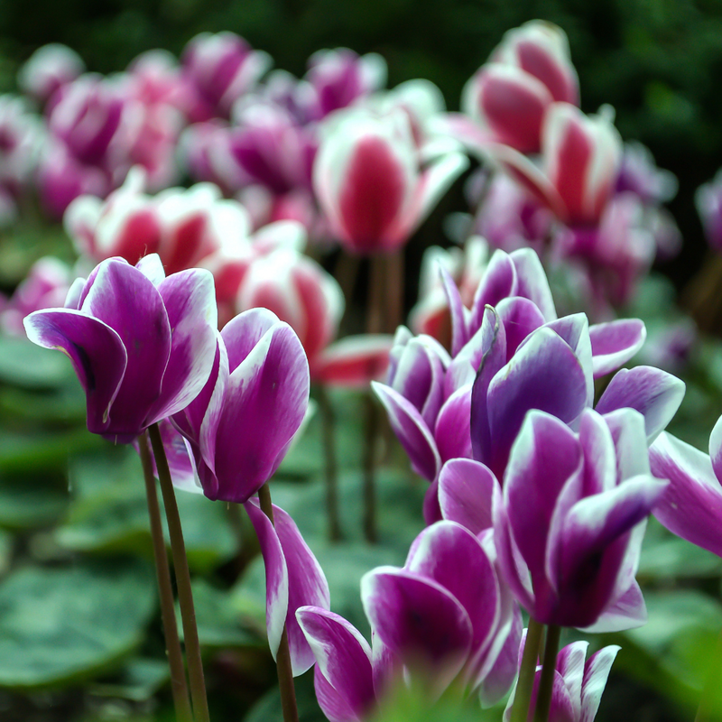 Cyclamen Purple Flame, 10.5cm Ready to Plant in Your Garden