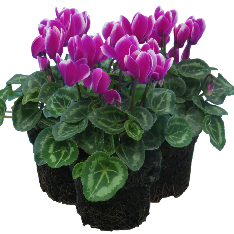 Cyclamen Purple Flame, 10.5cm Ready to Plant in Your Garden