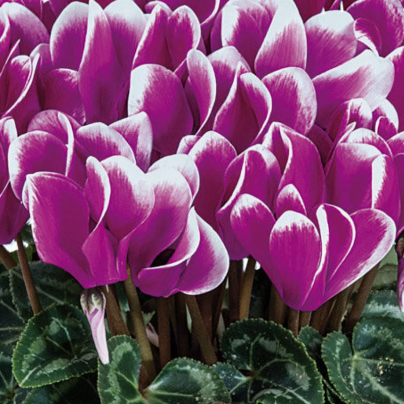 Cyclamen Purple Flame, 10.5cm Ready to Plant in Your Garden