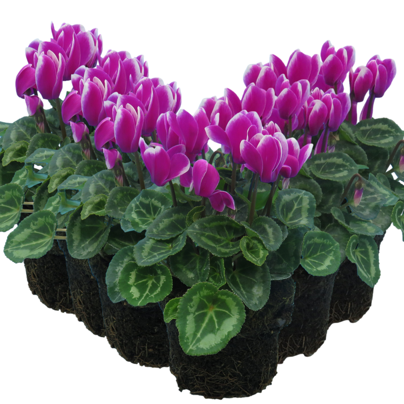 Cyclamen Purple Flame, 10.5cm Ready to Plant in Your Garden