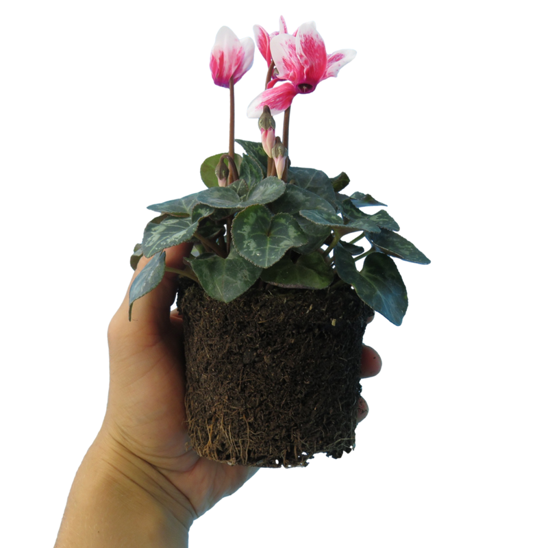 Cyclamen Red Flame, 10.5cm Ready to Plant in Your Garden, Peat Free