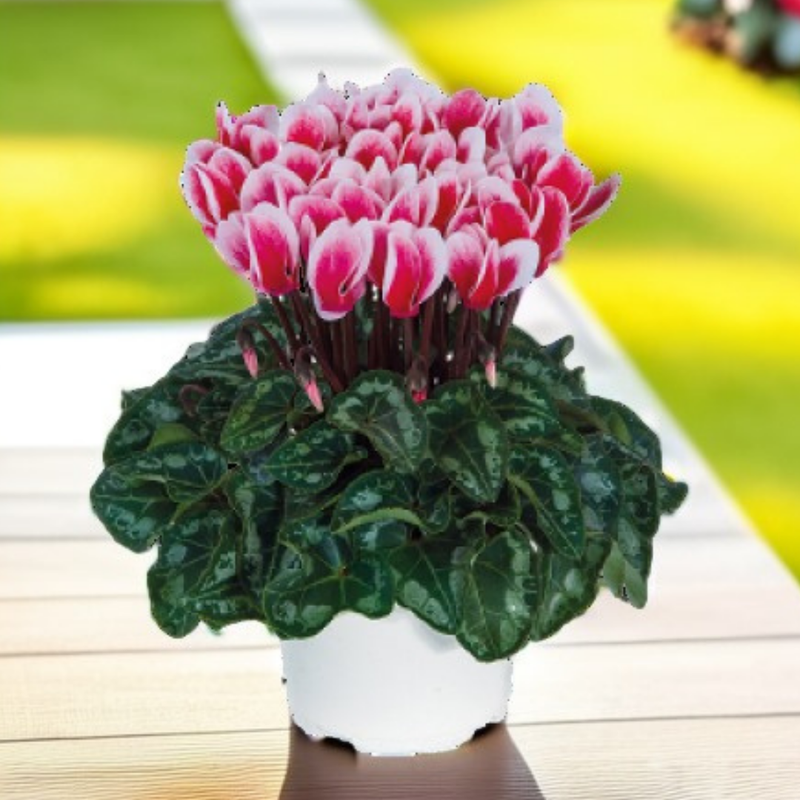 Cyclamen Red Flame, 10.5cm Ready to Plant in Your Garden, Peat Free