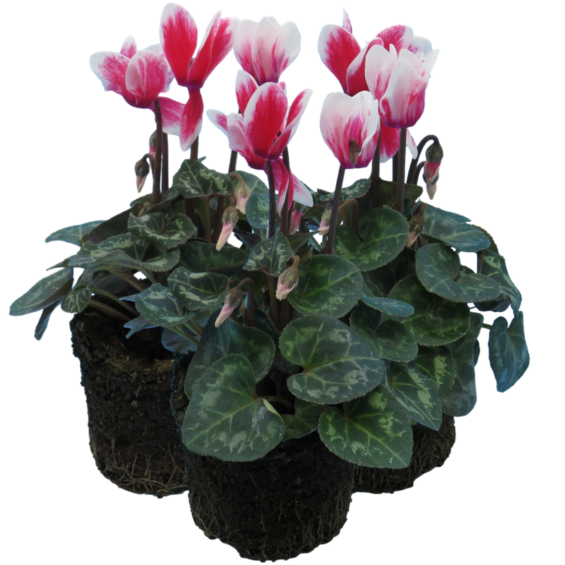 Cyclamen Red Flame, 10.5cm Ready to Plant in Your Garden, Peat Free