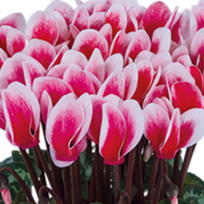 Cyclamen Red Flame, 10.5cm Ready to Plant in Your Garden, Peat Free