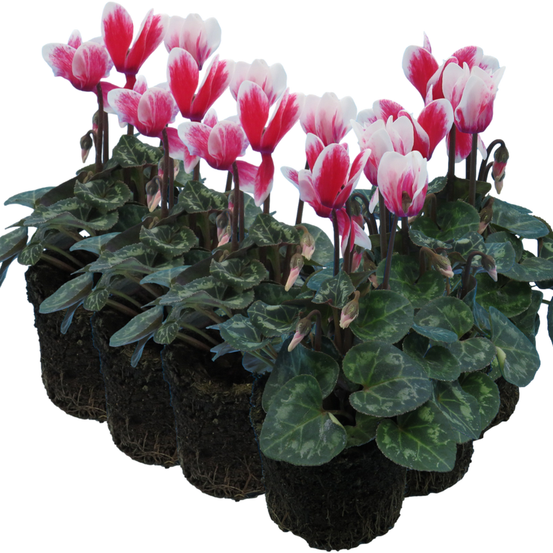 Cyclamen Red Flame, 10.5cm Ready to Plant in Your Garden, Peat Free