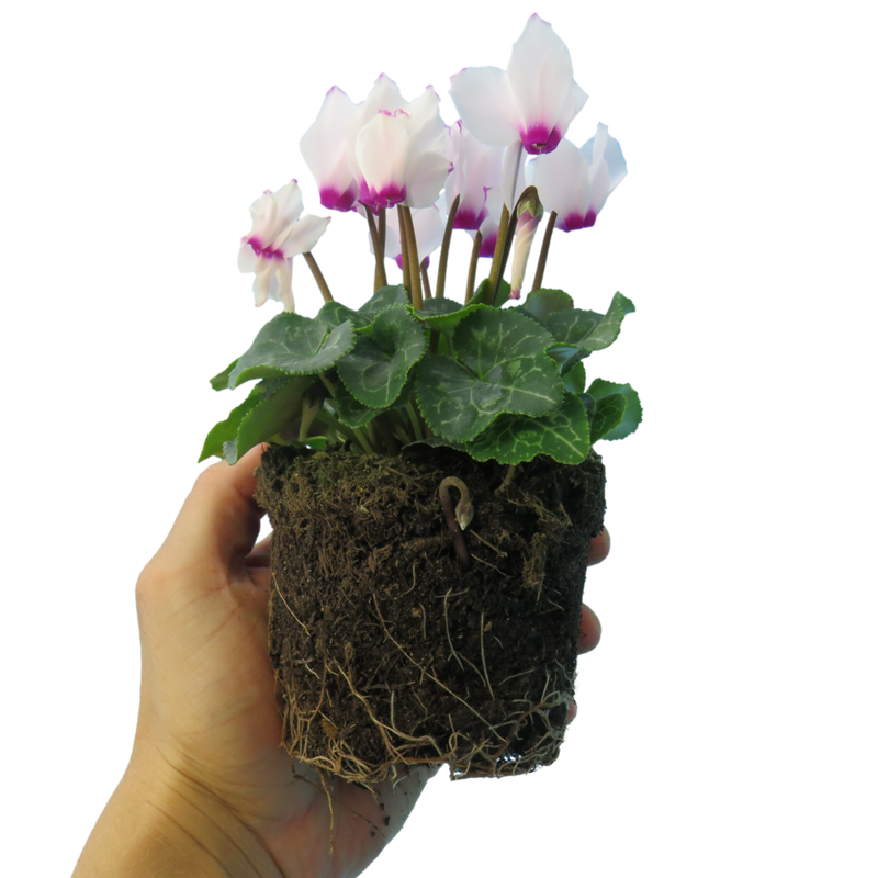 Cyclamen White Flame, 10.5cm Ready to Plant in Your Garden