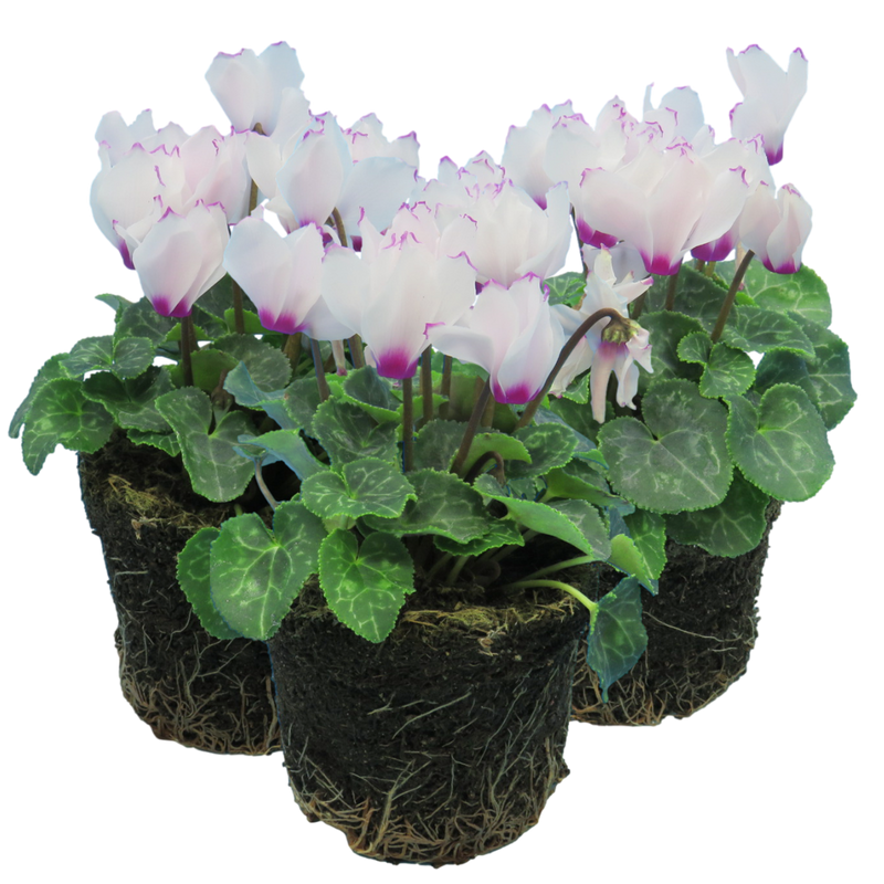 Cyclamen White Flame, 10.5cm Ready to Plant in Your Garden