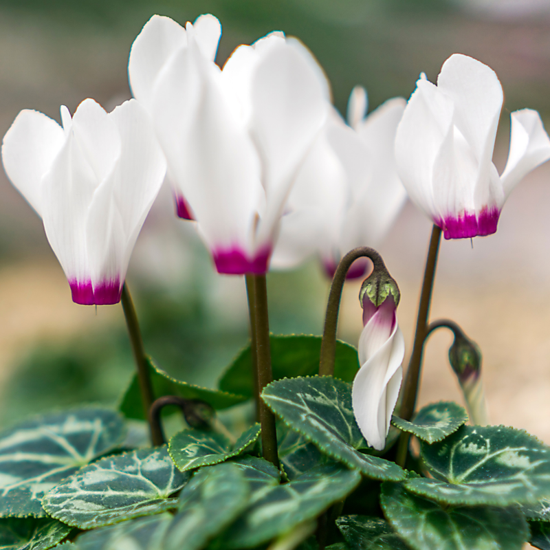 Cyclamen White Flame, 10.5cm Ready to Plant in Your Garden