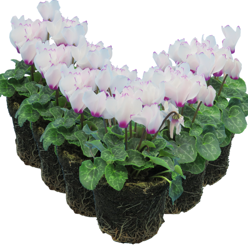 Cyclamen White Flame, 10.5cm Ready to Plant in Your Garden
