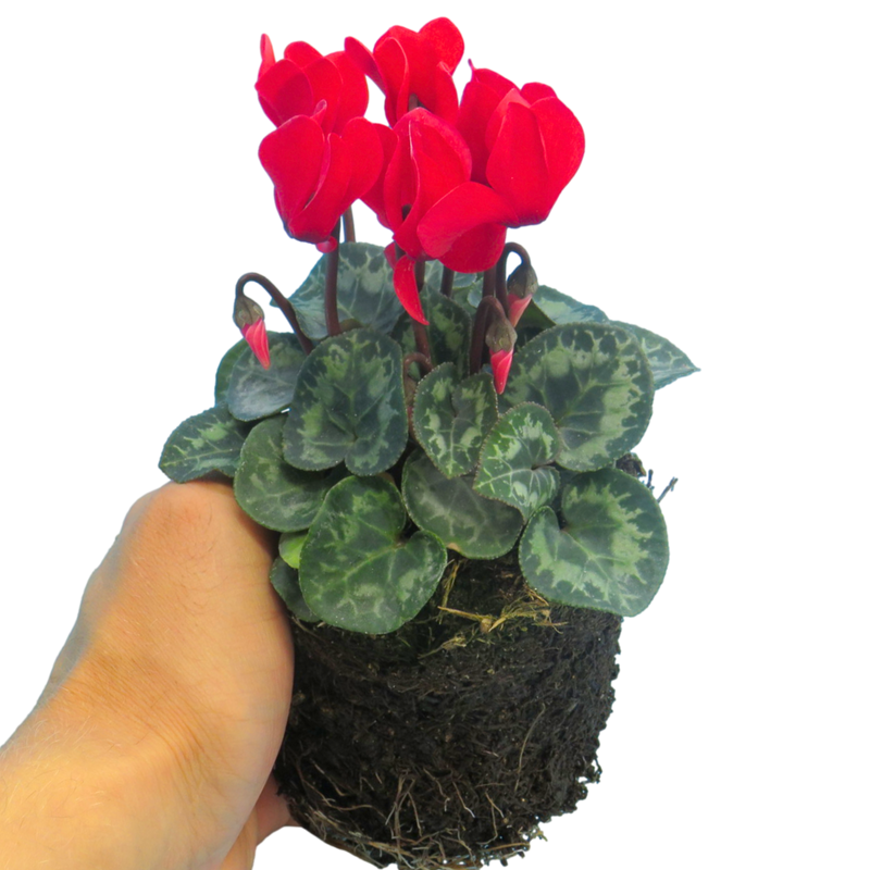 Cyclamen Growers Selection 10.5cm mixed colours