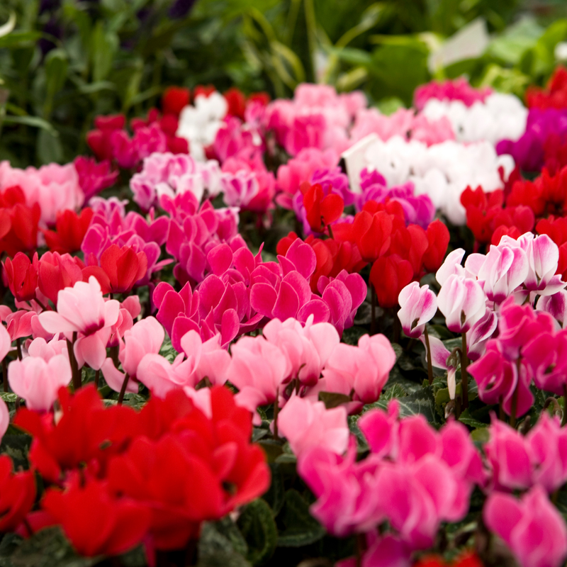Cyclamen Growers Selection 10.5cm mixed colours