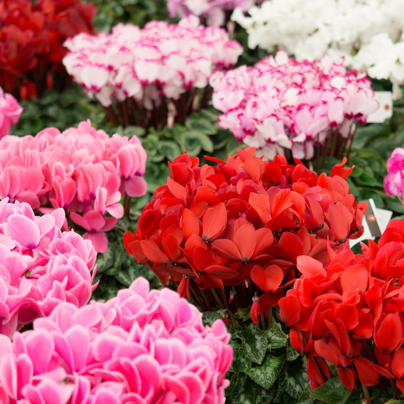 Cyclamen Growers Selection 10.5cm mixed colours