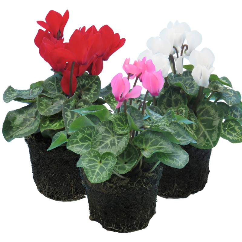 Cyclamen Growers Selection 10.5cm mixed colours
