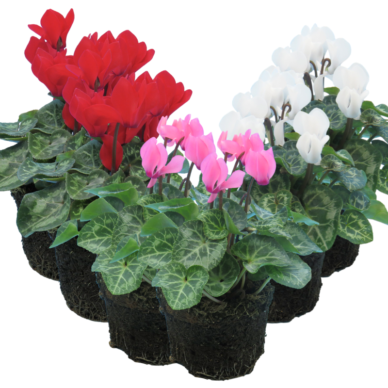 Cyclamen Growers Selection 10.5cm mixed colours