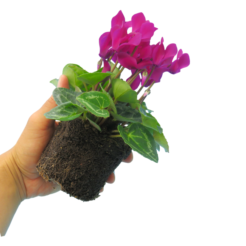 Cyclamen Purple, 10.5cm Ready to Plant in Your Garden