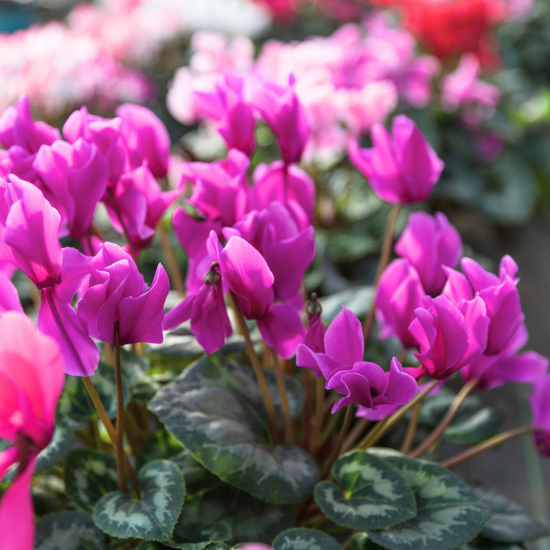 Cyclamen Purple, 10.5cm Ready to Plant in Your Garden