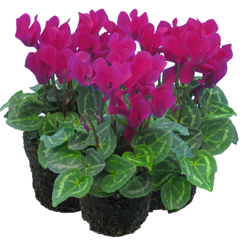 Cyclamen Purple, 10.5cm Ready to Plant in Your Garden