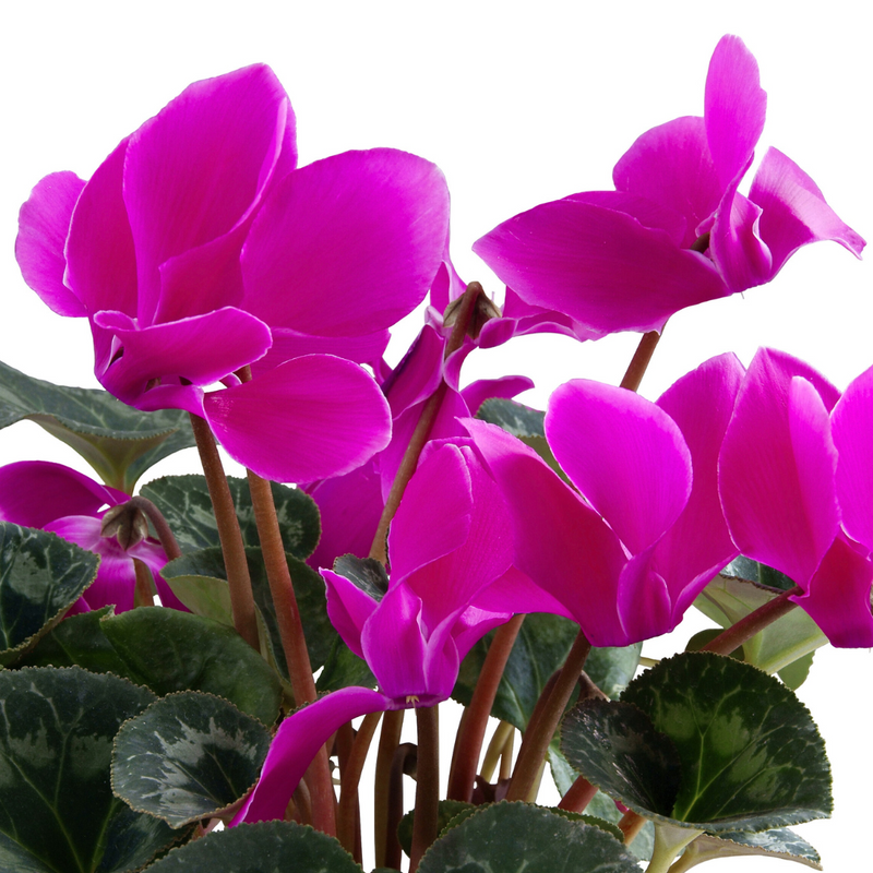 Cyclamen Purple, 10.5cm Ready to Plant in Your Garden