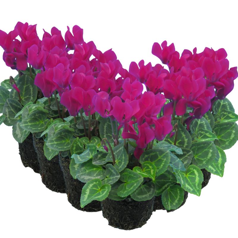 Cyclamen Purple, 10.5cm Ready to Plant in Your Garden