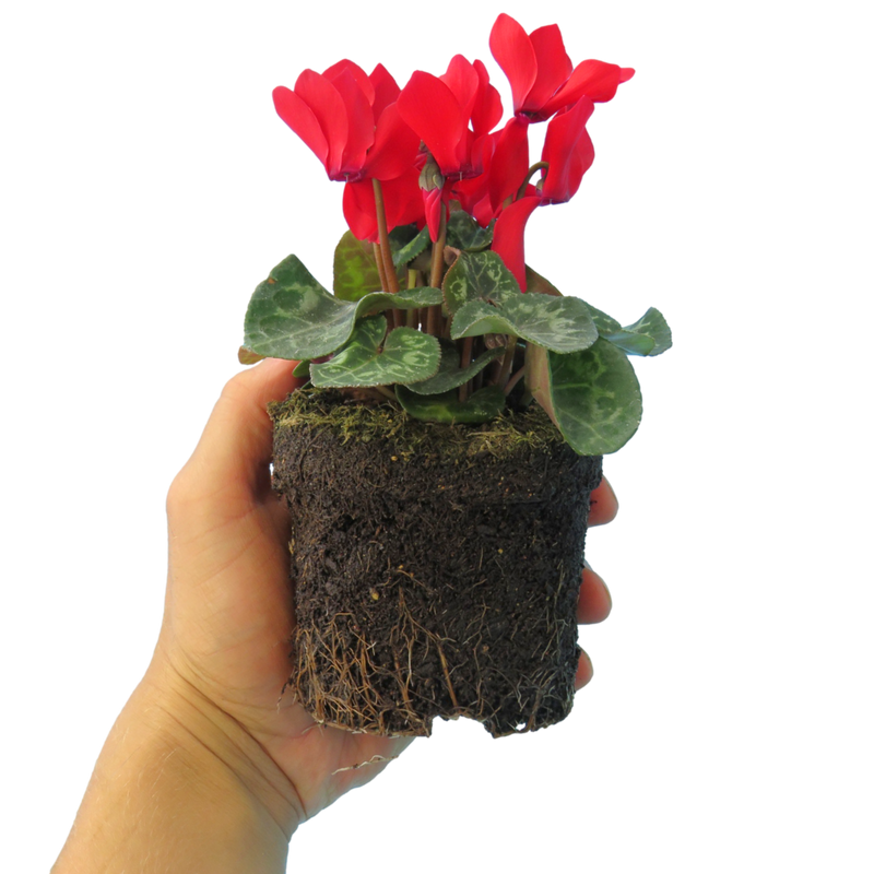 Cyclamen Red, 10.5cm Ready to Plant in Your Garden