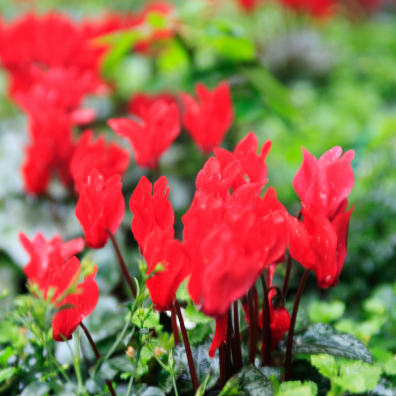 Cyclamen Red, 10.5cm Ready to Plant in Your Garden