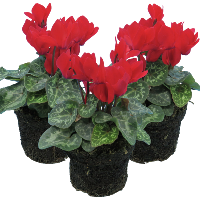 Cyclamen Red, 10.5cm Ready to Plant in Your Garden