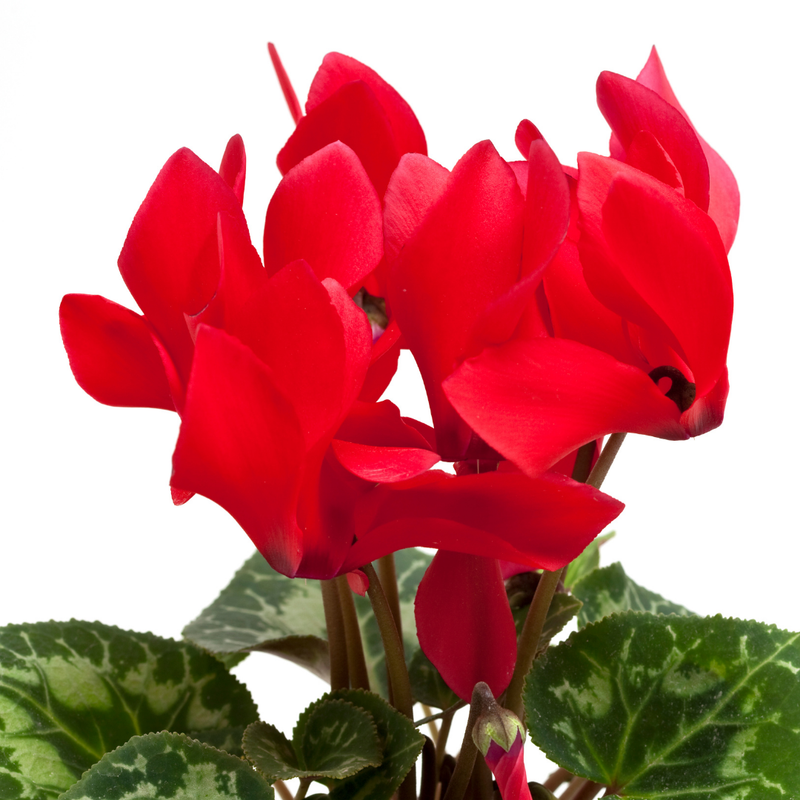 Cyclamen Red, 10.5cm Ready to Plant in Your Garden