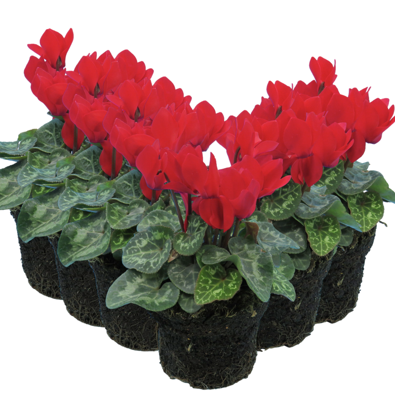 Cyclamen Red, 10.5cm Ready to Plant in Your Garden