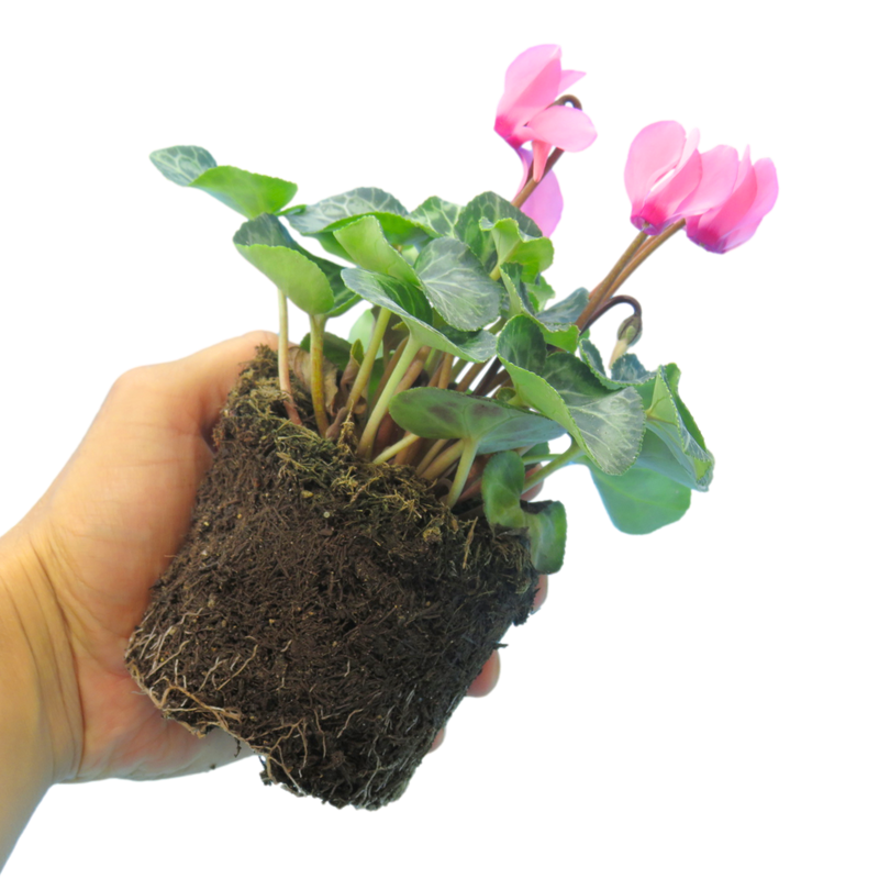Cyclamen Salmon, 10.5cm Ready to Plant in Your Garden