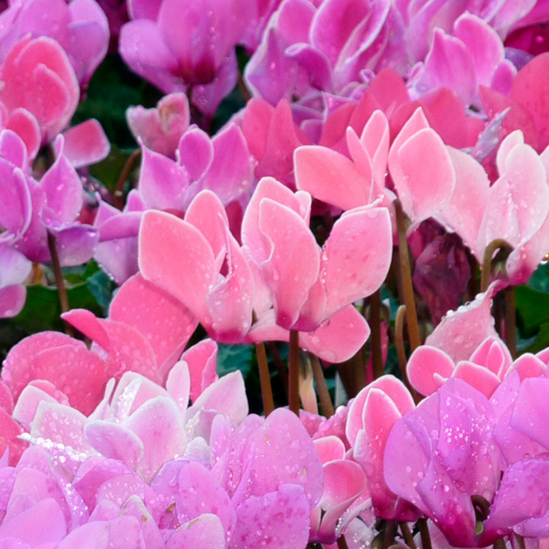 Cyclamen Salmon, 10.5cm Ready to Plant in Your Garden