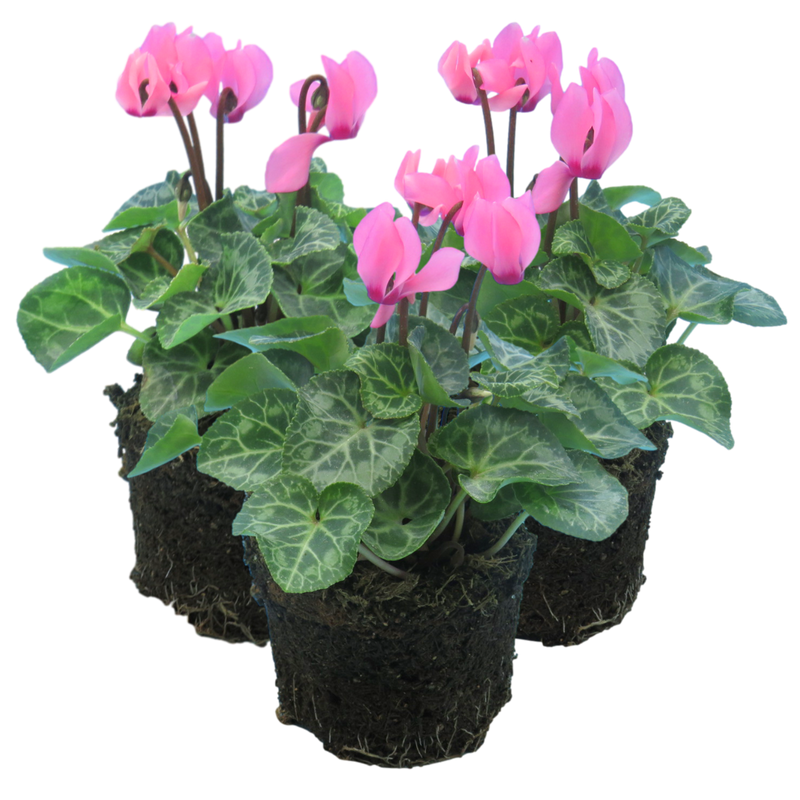 Cyclamen Salmon, 10.5cm Ready to Plant in Your Garden