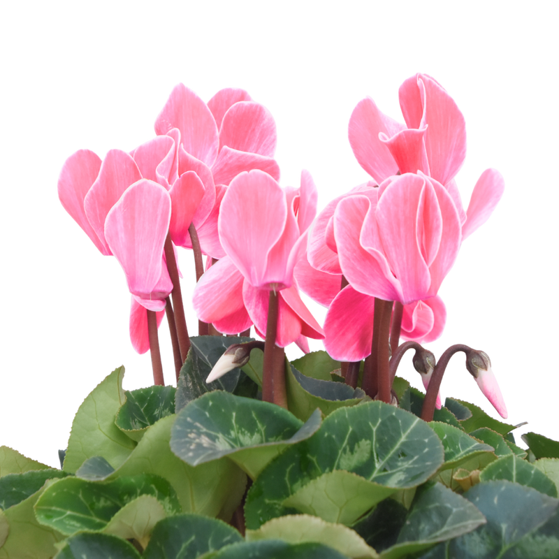 Cyclamen Salmon, 10.5cm Ready to Plant in Your Garden