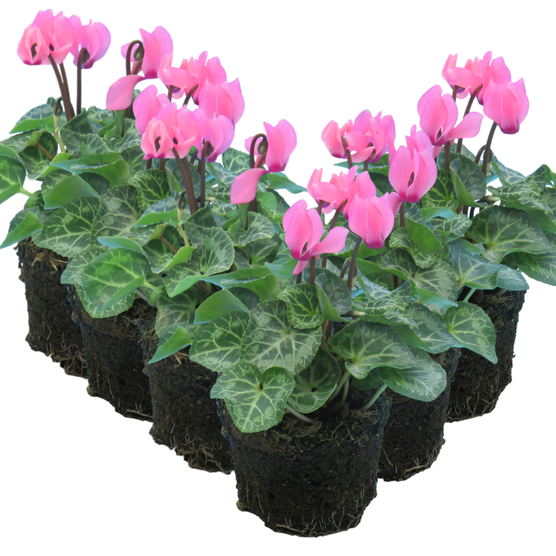 Cyclamen Salmon, 10.5cm Ready to Plant in Your Garden