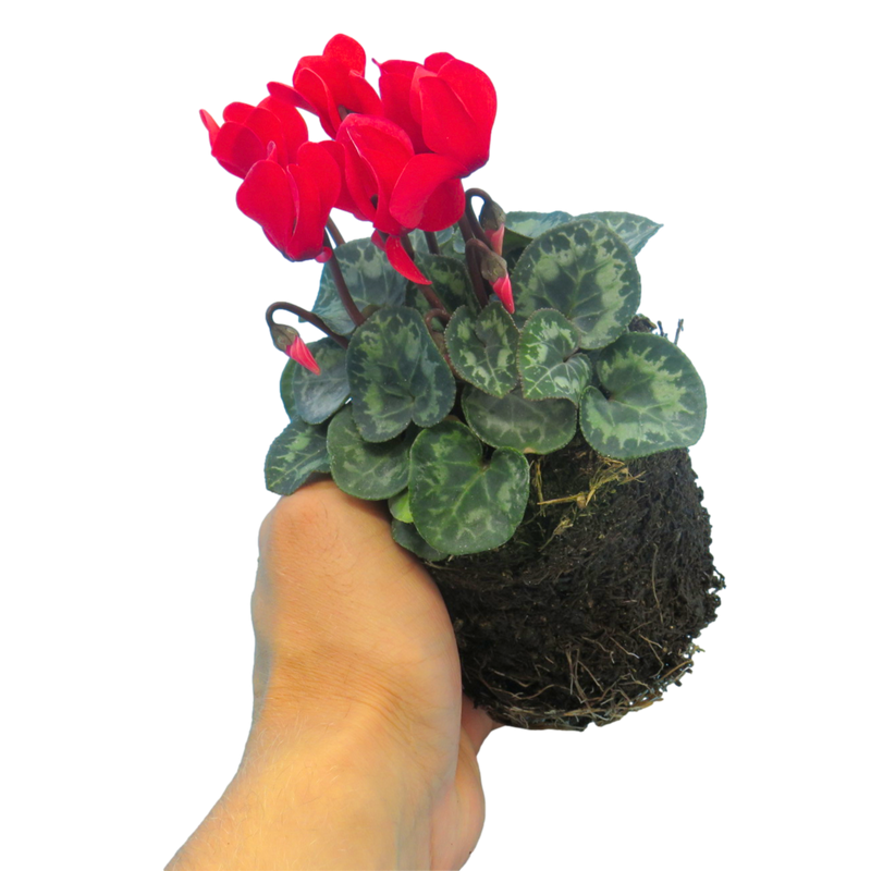 Cyclamen Scarlet, 10.5cm Ready to Plant in Your Garden