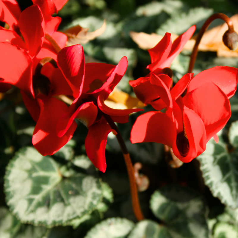 Cyclamen Scarlet, 10.5cm Ready to Plant in Your Garden