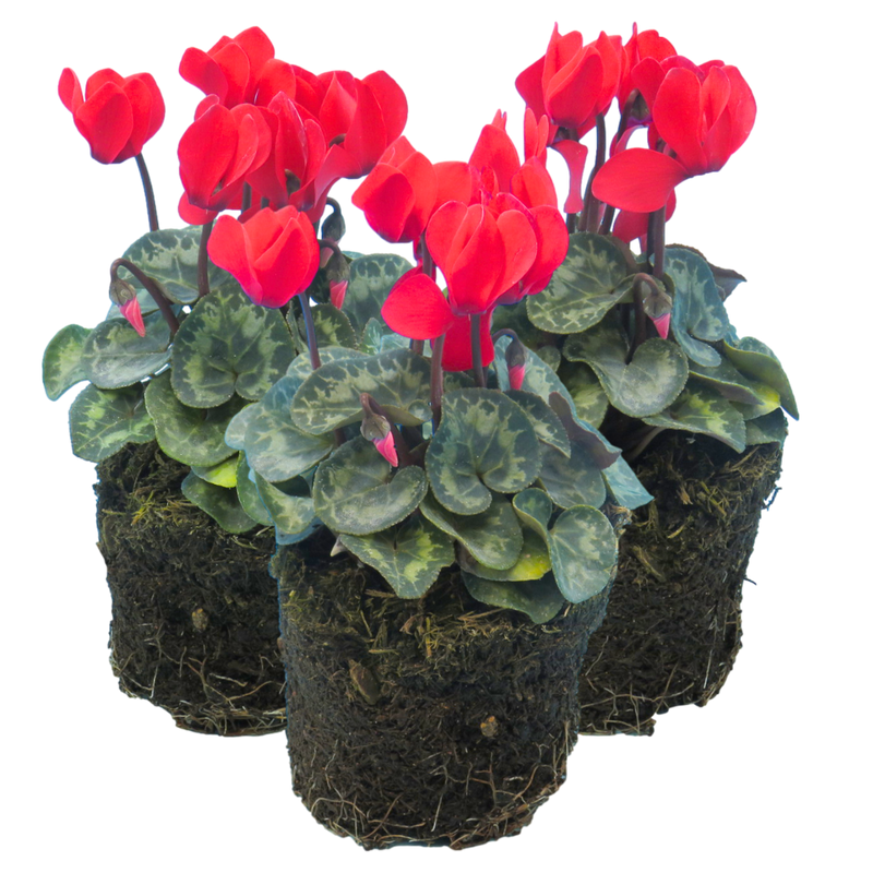 Cyclamen Scarlet, 10.5cm Ready to Plant in Your Garden