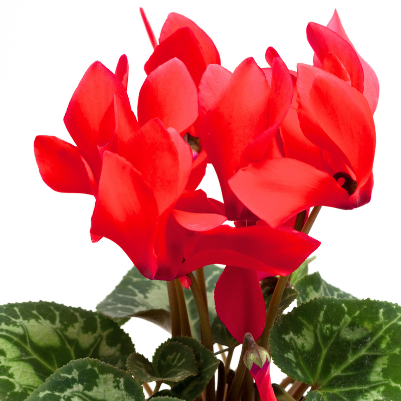 Cyclamen Scarlet, 10.5cm Ready to Plant in Your Garden