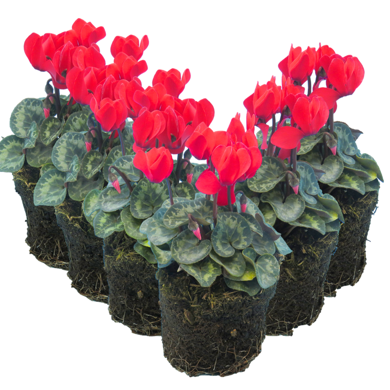Cyclamen Scarlet, 10.5cm Ready to Plant in Your Garden