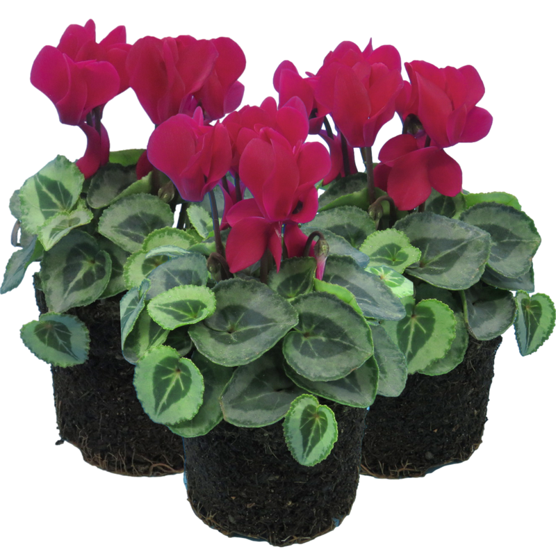 Cyclamen Silver Leaf Magenta, 10.5cm Ready to Plant in Your Garden