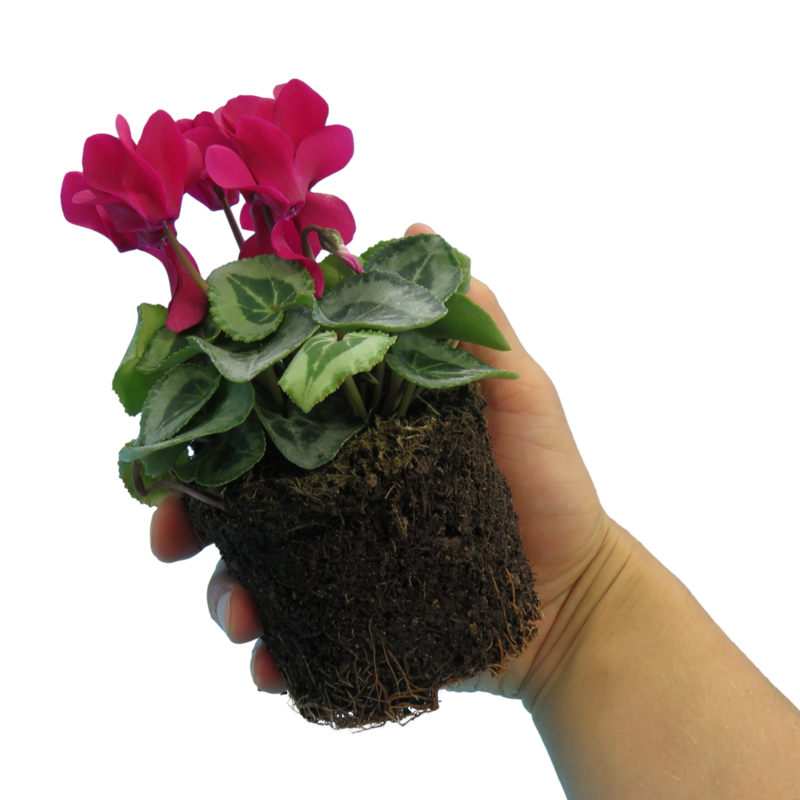 Cyclamen Silver Leaf Magenta, 10.5cm Ready to Plant in Your Garden