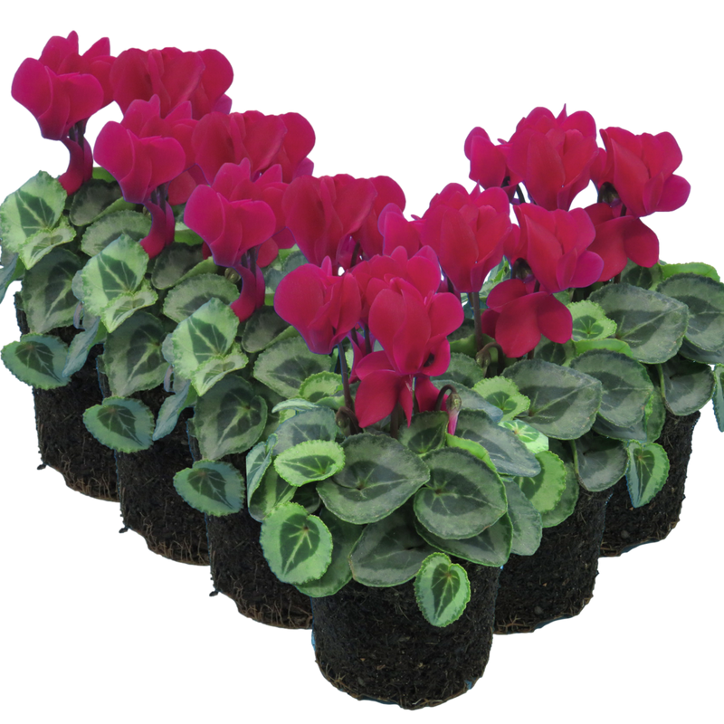Cyclamen Silver Leaf Magenta, 10.5cm Ready to Plant in Your Garden