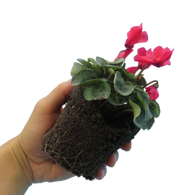 Cyclamen Silver Leaf Mix, 10.5cm Ready to Plant in Your Garden