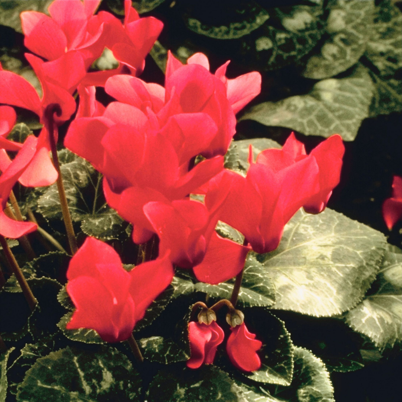 Cyclamen Silver Leaf Salmon, 10.5cm Ready to Plant in Your Garden