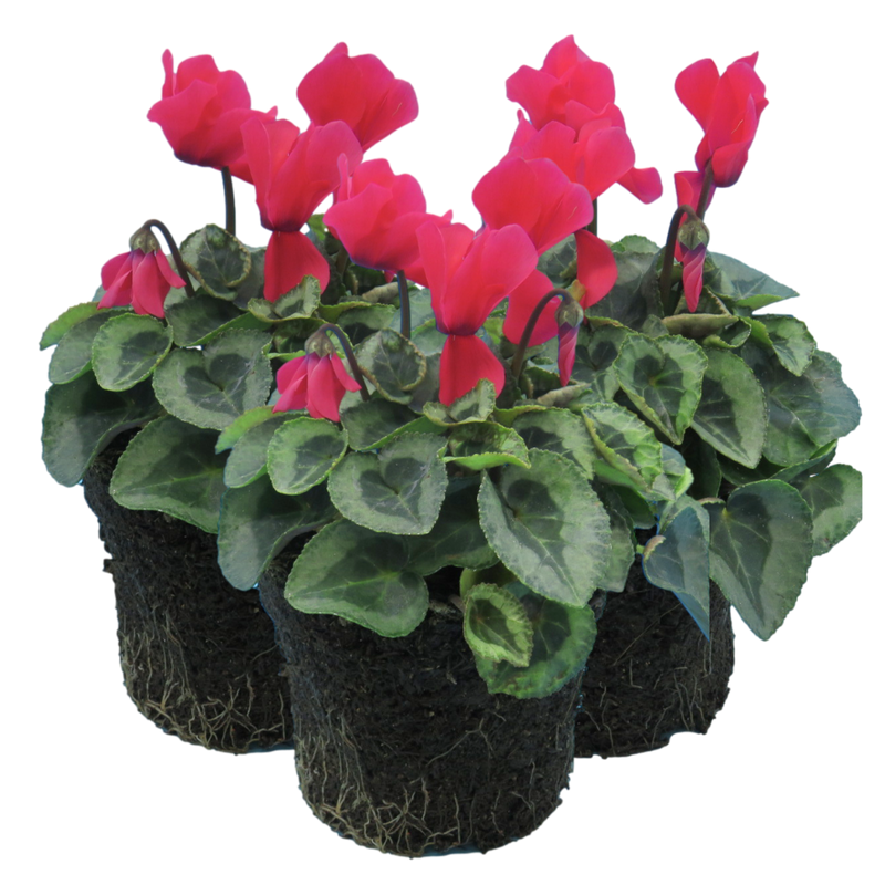 Cyclamen Silver Leaf Salmon, 10.5cm Ready to Plant in Your Garden