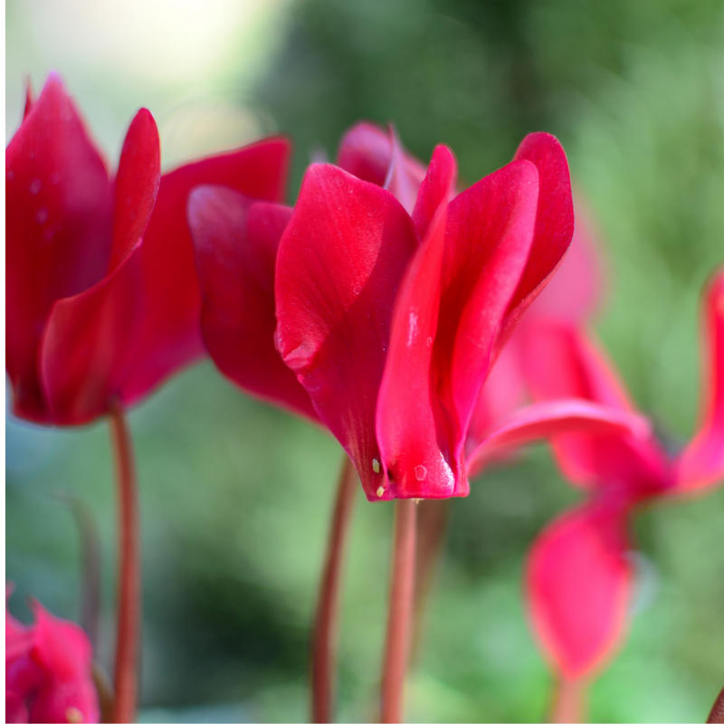 Cyclamen Silver Leaf Salmon, 10.5cm Ready to Plant in Your Garden