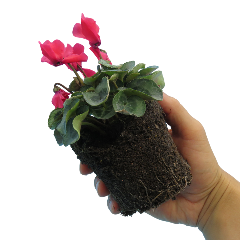 Cyclamen Silver Leaf Salmon, 10.5cm Ready to Plant in Your Garden