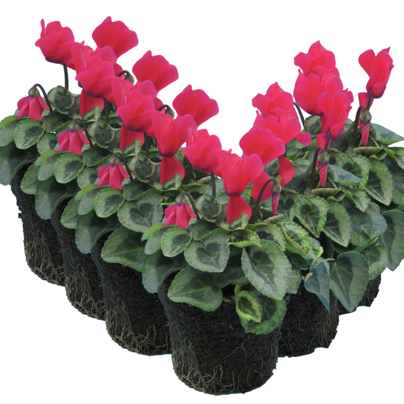 Cyclamen Silver Leaf Salmon, 10.5cm Ready to Plant in Your Garden