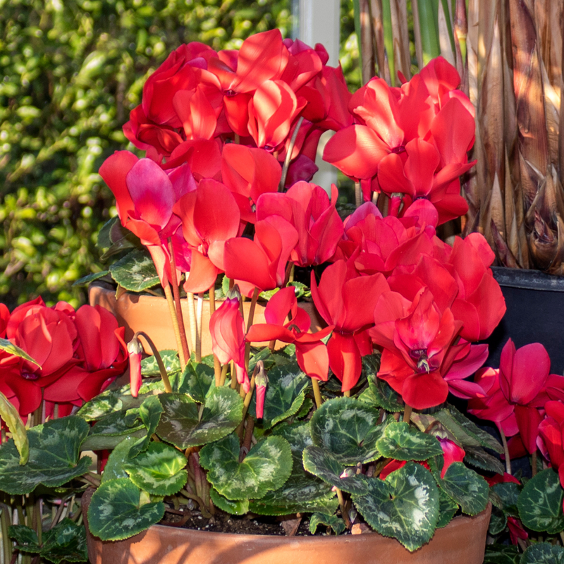 Cyclamen Silver Leaf Scarlet, 10.5cm Ready to Plant in Your Garden